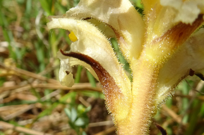 probabile: Orobanche salviae